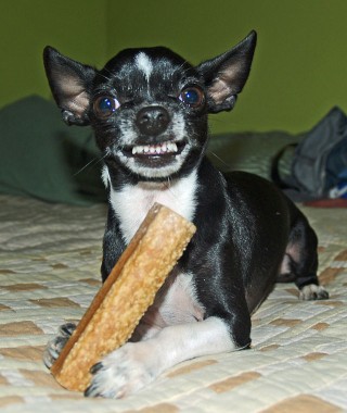 ferocious-dog-with-bone